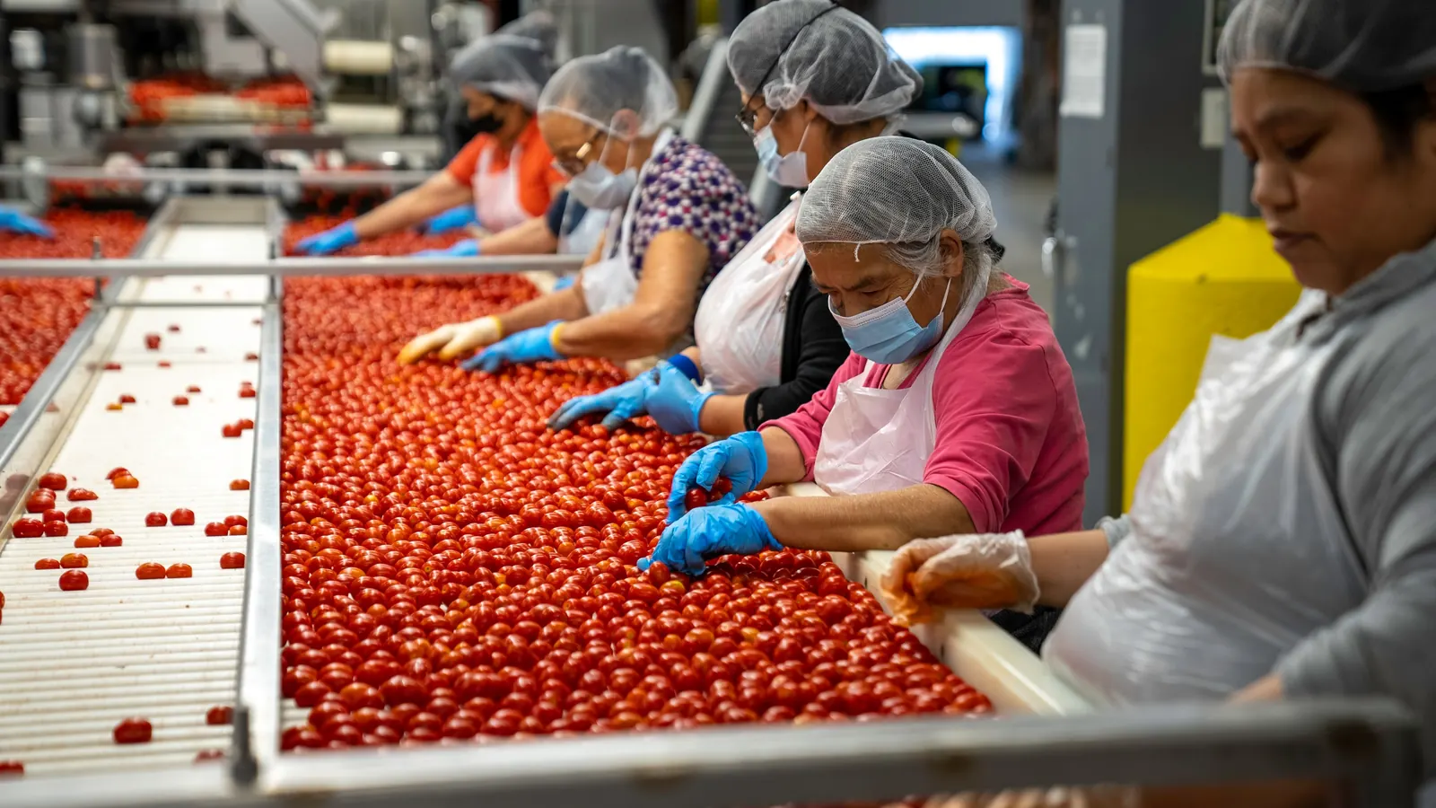 Workers in gloves and hairnets checking tomatoes on a packing line