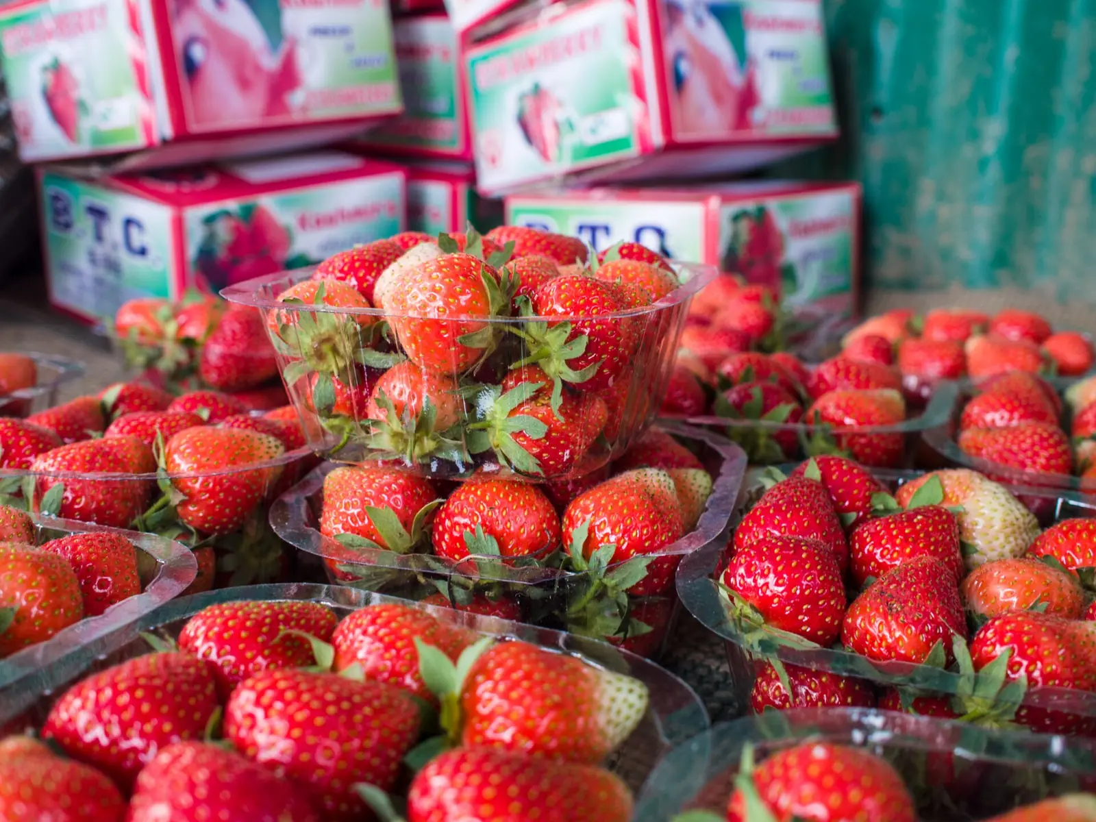 Strawberries packed in punnets